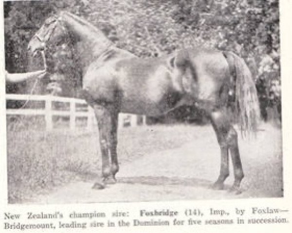 stallion Foxbridge xx (Thoroughbred, 1930, from Foxlaw xx)