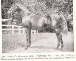 stallion Foxbridge xx (Thoroughbred, 1930, from Foxlaw xx)