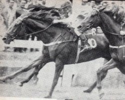 broodmare Llanelly xx (Thoroughbred, 1958, from The Summit xx)