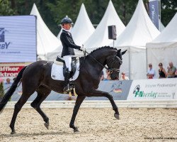 dressage horse Feine Fürstin 13 (Westphalian, 2018, from For Dance)