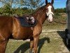 dressage horse Sansibar 88 (Oldenburg, 2007, from Sorento OLD)