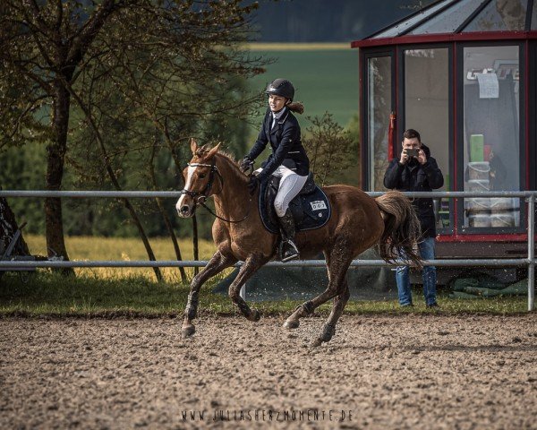 horse Amy 396 (New Forest Pony, 2009, from Park's Taron)