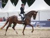 dressage horse Vanilla Sky 43 (German Sport Horse, 2018, from Vitalis)