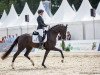 dressage horse Sedamo K (Hanoverian, 2018, from Secret)