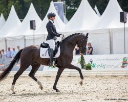 dressage horse Sedamo K (Hanoverian, 2018, from Secret)