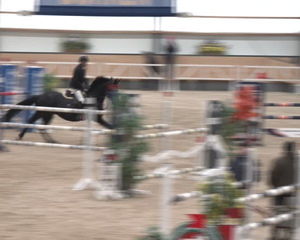 Reitturnier Borken (Hessen) 2025