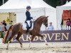 dressage horse Baileys on Ice 5 (Westphalian, 2018, from Callaho's Benicio)