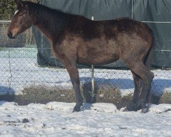 jumper Stute von C-Khatou-S / Sandro Khan (Holsteiner, 2022, from Khatou-S 207 FIN)