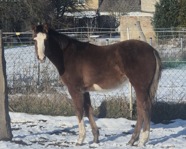 foal by Stute von Blue Diamond / Cezaro (Holsteiner, 2024, from Hagbar du Lozon)