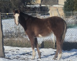 Fohlen von Stute von Blue Diamond / Cezaro (Holsteiner, 2024, von Hagbar du Lozon - BLUE DIAMOND)