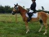 Springpferd Warin 16 (Haflinger, 2020)