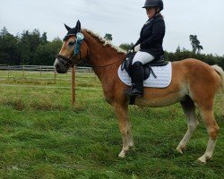 Dressurpferd Warin 16 (Haflinger, 2020)