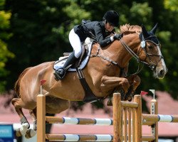 jumper Ulysses (New Zealand Warmblood, 2007, from Cabdula du Tillard)