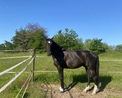 dressage horse Scolero 4 (Hanoverian, 2015, from Scuderia)