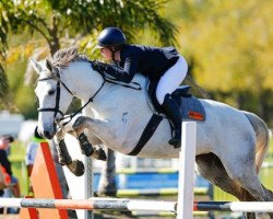 jumper Dynasty (New Zealand Warmblood, 2012, from Pezetas du Rouet)