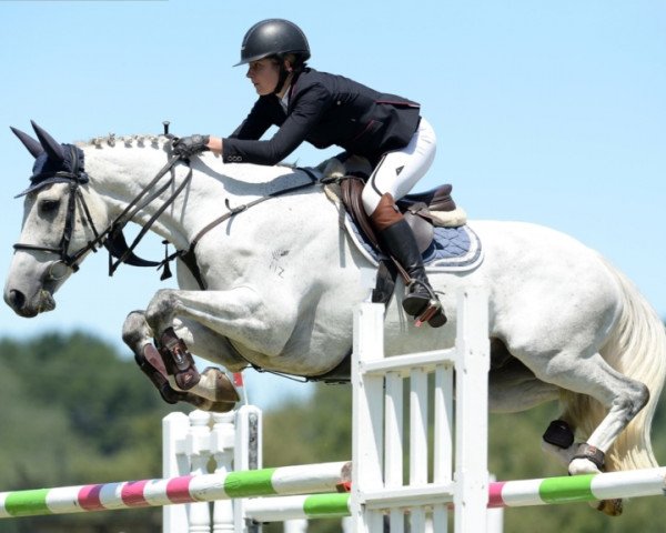 horse Balboa (New Zealand Warmblood, 2010, from Orlando van de Heffinck)