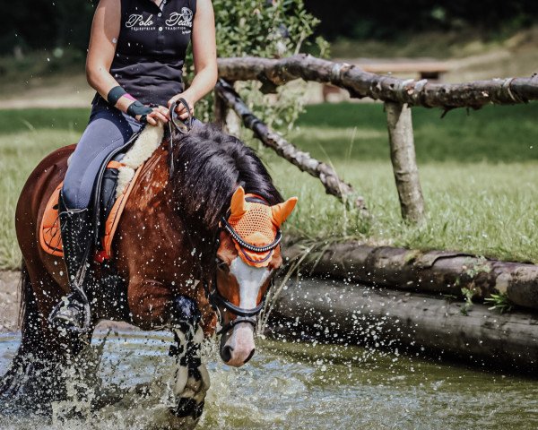 Pferd Ilona (Welsh-Cob (Sek. C), 2013)