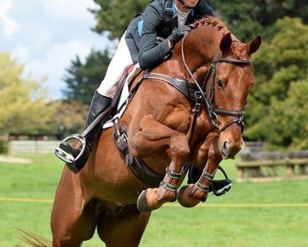 horse Astro (New Zealand Warmblood, 2009, from Oberon du Moulin)