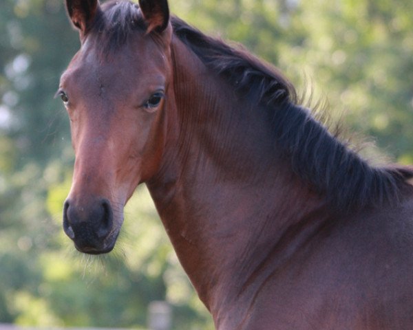 dressage horse Fräulein Wunderbar (Hanoverian, 2021, from For Romance I)