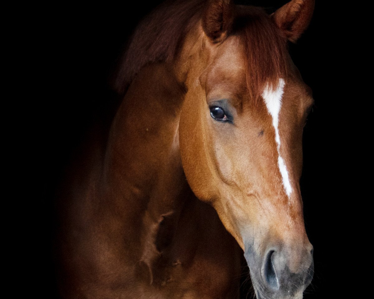 dressage horse Let's keep in touch (KWPN (Royal Dutch Sporthorse), 2016, from Rousseau)
