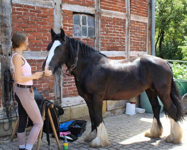 horse Nella (Tinker / Irish Cob / Gypsy Vanner,  )