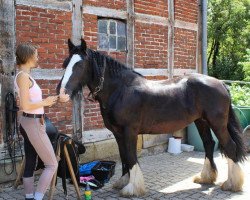 Pferd Nella (Tinker / Irish Cob / Gypsy Vanner,  )