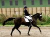 dressage horse Donatella 96 (Oldenburg, 2013, from Don Gigolo 4)