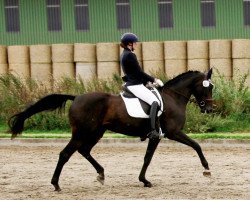 dressage horse Donatella 96 (Oldenburger, 2013, from Don Gigolo 4)