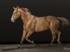 broodmare Cocaine Blue (Oldenburg show jumper, 2008, from Chacco-Blue)