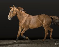 broodmare Cocaine Blue (Oldenburg show jumper, 2008, from Chacco-Blue)