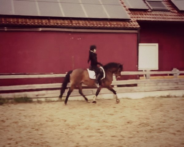 dressage horse Ronja Räubertochter (Welsh Mix, 2006)