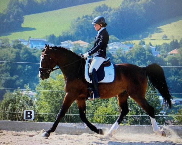 dressage horse Royal Hill (Westphalian, 2016, from Beverly Hills)