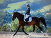 dressage horse Royal Hill (Westphalian, 2016, from Beverly Hills)