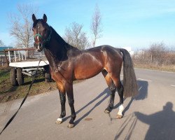 jumper Frederik EQB V (Oldenburg show jumper, 2016, from Cavtat PKZ)