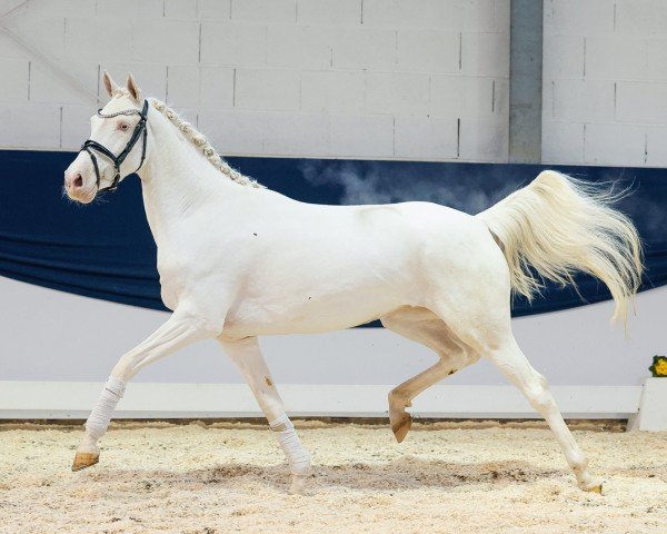 Dressurpferd Dornröschen K (Deutsches Reitpony, 2021, von Donatelli)