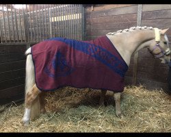 Dressurpferd Frisinga's Daimond Gold (Deutsches Reitpony, 2014, von Damond Gold B)