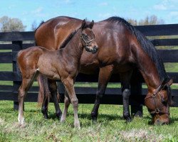 horse Hengst von Super Saver xx (Thoroughbred, 2020, from Super Saver xx)