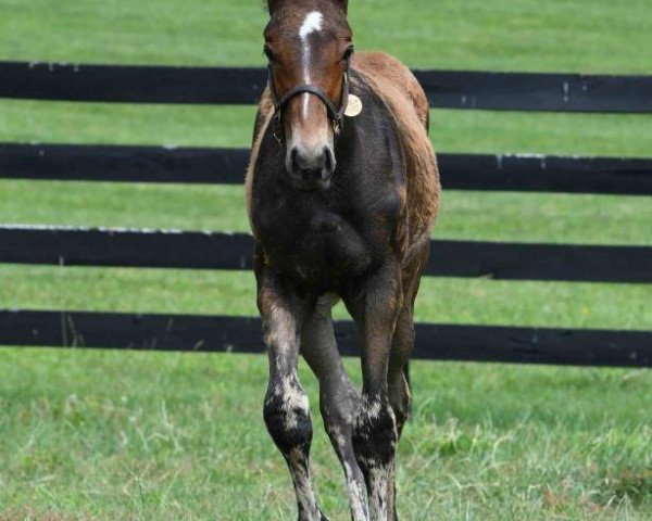 Pferd Hengst von Pioneerof the Nile xx (Englisches Vollblut, 2020, von Pioneerof The Nile xx)