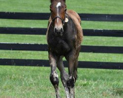 horse Hengst von Pioneerof the Nile xx (Thoroughbred, 2020, from Pioneerof The Nile xx)