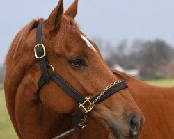 broodmare Im A Looker xx (Thoroughbred, 2012, from Henny Hughes xx)