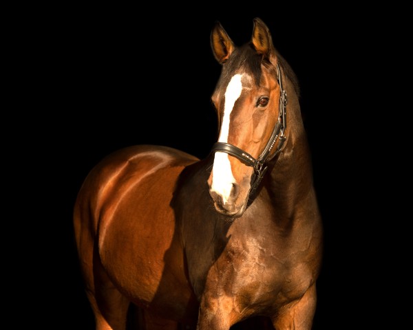 horse Lasina 2 (Bavarian, 1996, from Champ of Class)