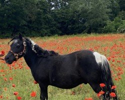 Pferd Checkmate (Dt.Part-bred Shetland Pony, 2007)