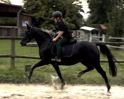 Zuchtstute Madonna (Deutsches Reitpony, 2014, von New Classico)