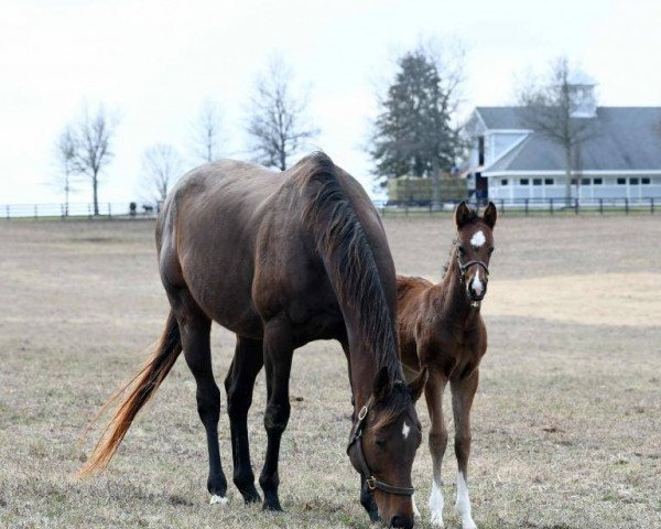 horse Stute von Medaglia d´oro xx (Thoroughbred, 2020, from Medaglia d'Oro xx)