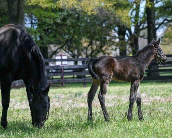 horse Hengst von Medaglia d´Oro xx (Thoroughbred, 2020, from Medaglia d'Oro xx)