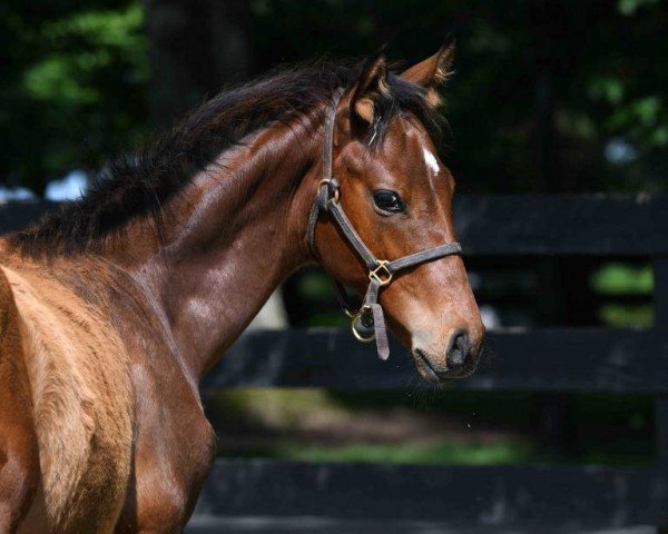 horse Hengst von Medaglia d´oro xx (Thoroughbred, 2020, from Medaglia d'Oro xx)