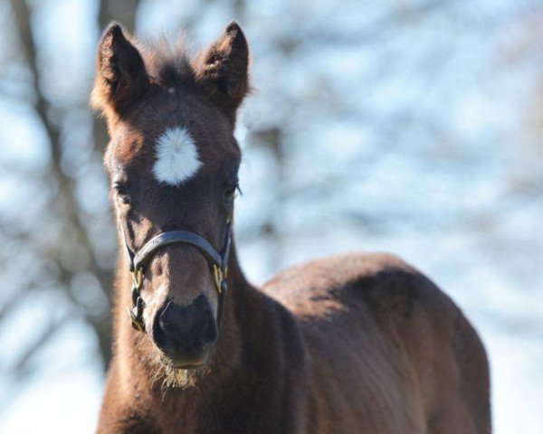 Pferd Stute von Curlin xx (Englisches Vollblut, 2020, von Curlin xx)