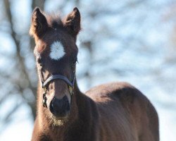 horse Stute von Curlin xx (Thoroughbred, 2020, from Curlin xx)