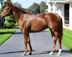 broodmare Cambria xx (Thoroughbred, 2017, from Speightstown xx)