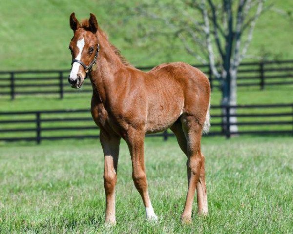 horse Hengst von Curlin xx (Thoroughbred, 2020, from Curlin xx)